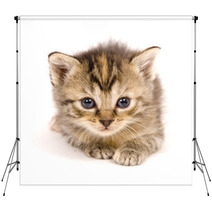 Cat At Rest On White Background Backdrops 3267559