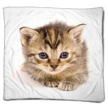 Cat At Rest On White Background Blankets 3267559