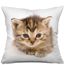 Cat At Rest On White Background Pillows 3267559