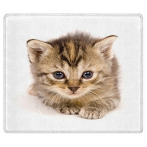 Cat At Rest On White Background Rugs 3267559
