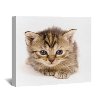 Cat At Rest On White Background Wall Art 3267559
