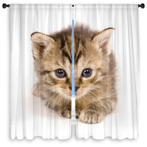 Cat At Rest On White Background Window Curtains 3267559
