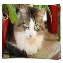 Cat Blankets 53811249