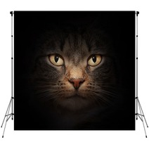 Cat Face With Mysterious Beautiful Eyes On Black Backdrops 42033764
