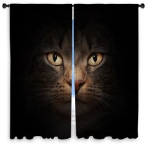 Cat Face With Mysterious Beautiful Eyes On Black Window Curtains 42033764