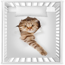 Cat In White Wallpaper Hole Nursery Decor 52539512