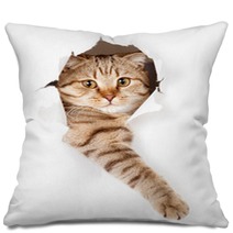 Cat In White Wallpaper Hole Pillows 52539512