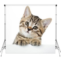 Cat Kitten Peeking Out Of A Blank Placard, Isolated On White Bac Backdrops 61202645