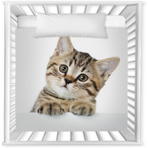 Cat Kitten Peeking Out Of A Blank Placard, Isolated On White Bac Nursery Decor 61202645