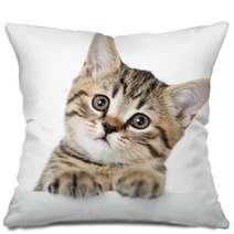 Cat Kitten Peeking Out Of A Blank Placard, Isolated On White Bac Pillows 61202645