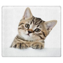 Cat Kitten Peeking Out Of A Blank Placard, Isolated On White Bac Rugs 61202645