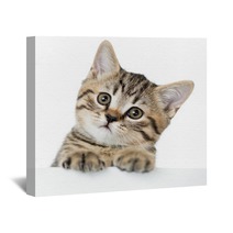 Cat Kitten Peeking Out Of A Blank Placard, Isolated On White Bac Wall Art 61202645