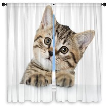 Cat Kitten Peeking Out Of A Blank Placard, Isolated On White Bac Window Curtains 61202645