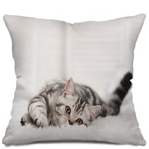 Cat On The Carpet Pillows 58065335