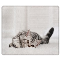 Cat On The Carpet Rugs 58065335