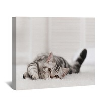 Cat On The Carpet Wall Art 58065335