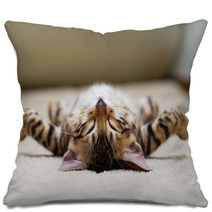 Cat Pillows 51914851