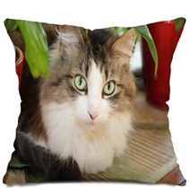 Cat Pillows 53811249