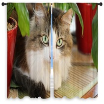 Cat Window Curtains 53811249
