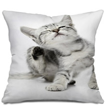 Cat02 Pillows 50209249