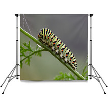 Caterpillar Backdrops 58893787