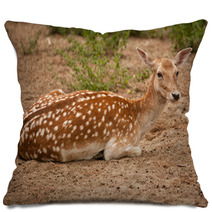 Cervo Pillows 45798162