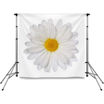 Chamomile Flower Isolated On White. Daisy. Macro Backdrops 63953752