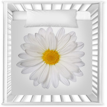 Chamomile Flower Isolated On White. Daisy. Macro Nursery Decor 63953752