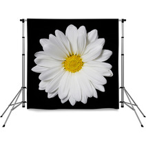 Chamomile Flower Over Black Background. Daisy. Backdrops 64202334