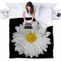 Chamomile Flower Over Black Background. Daisy. Blankets 64202334