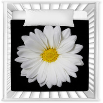 Chamomile Flower Over Black Background. Daisy. Nursery Decor 64202334