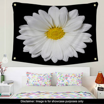 Chamomile Flower Over Black Background. Daisy. Wall Art 64202334