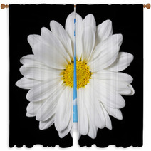 Chamomile Flower Over Black Background. Daisy. Window Curtains 64202334