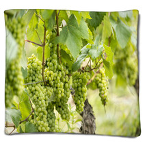 Chardonnay - Francia, Borgogna Blankets 68583495