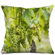 Chardonnay - Francia, Borgogna Pillows 68583495