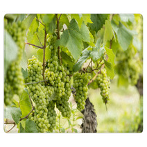 Chardonnay - Francia, Borgogna Rugs 68583495