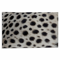 Cheetah, Acinonyx Jubatus Rugs 90503721