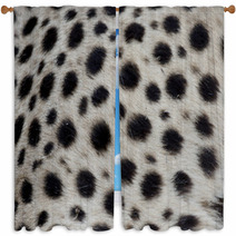 Cheetah, Acinonyx Jubatus Window Curtains 90503721