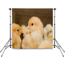 Chicken Broilers. Poultry Farm Backdrops 71504622