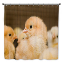 Chicken Broilers. Poultry Farm Bath Decor 71504622
