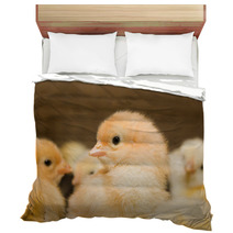 Chicken Broilers. Poultry Farm Bedding 71504622