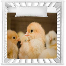 Chicken Broilers. Poultry Farm Nursery Decor 71504622