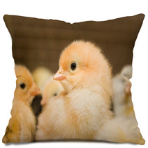 Chicken Broilers. Poultry Farm Pillows 71504622