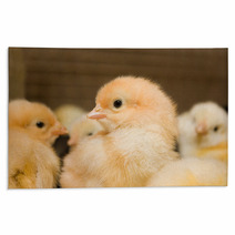 Chicken Broilers. Poultry Farm Rugs 71504622