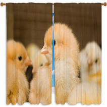 Chicken Broilers. Poultry Farm Window Curtains 71504622
