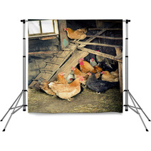 Chicken Coop Backdrops 52566035