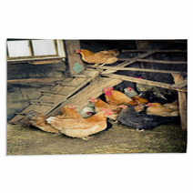 Chicken Coop Rugs 52566035