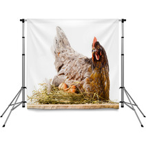 Chicken In Nest With Eggs Isolated On White Backdrops 60665621