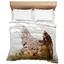 Chicken In Nest With Eggs Isolated On White Bedding 60665621