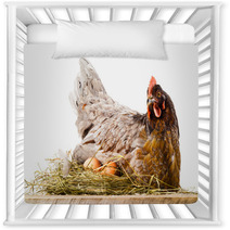 Chicken In Nest With Eggs Isolated On White Nursery Decor 60665621